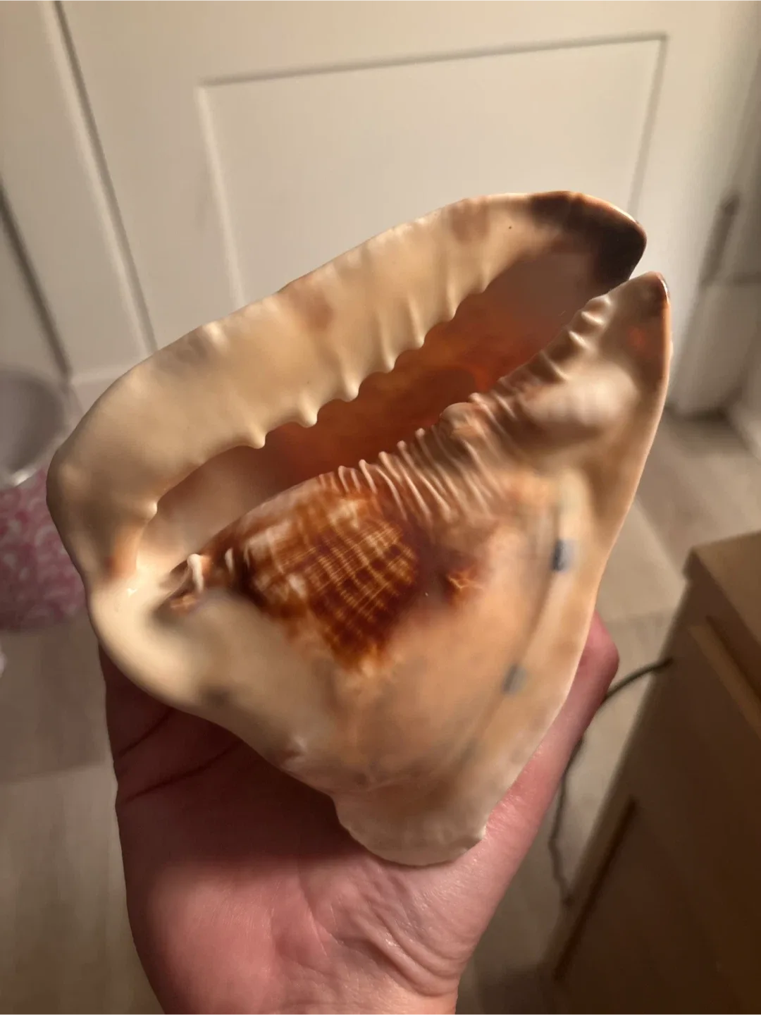 Seashell image indicator(2)