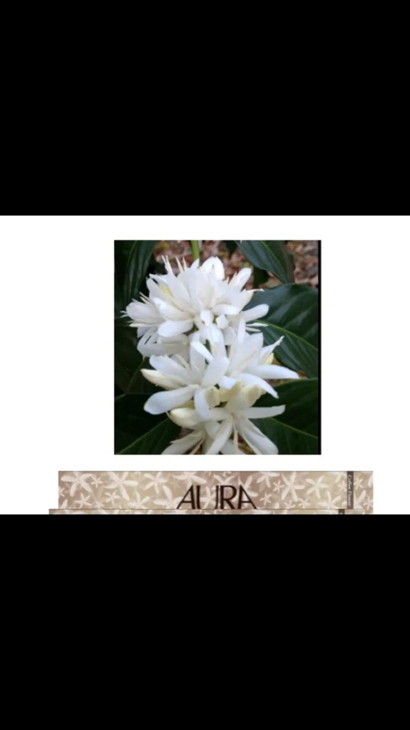 Organic Incense 10 thick Sticks - EACH 3hr burn time! image indicator(5)