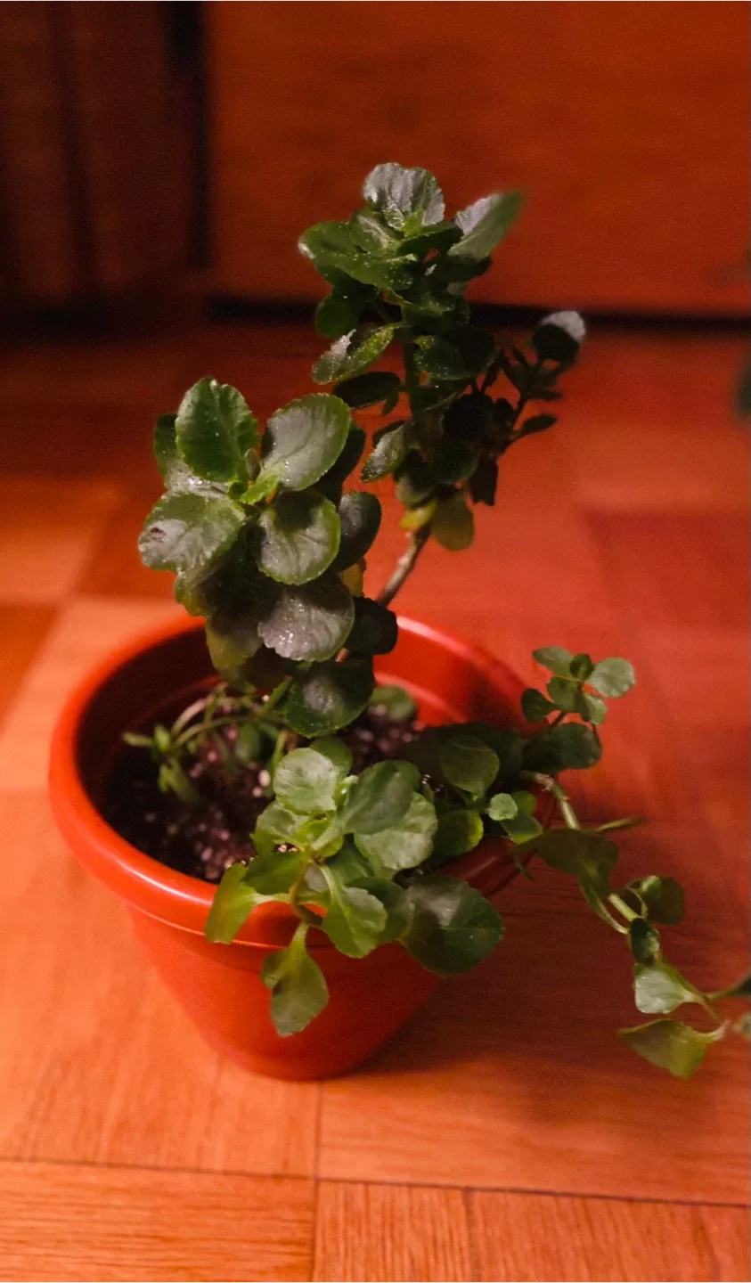 Potted Kalanchoe Plant. Help to deliver local image indicator(2)