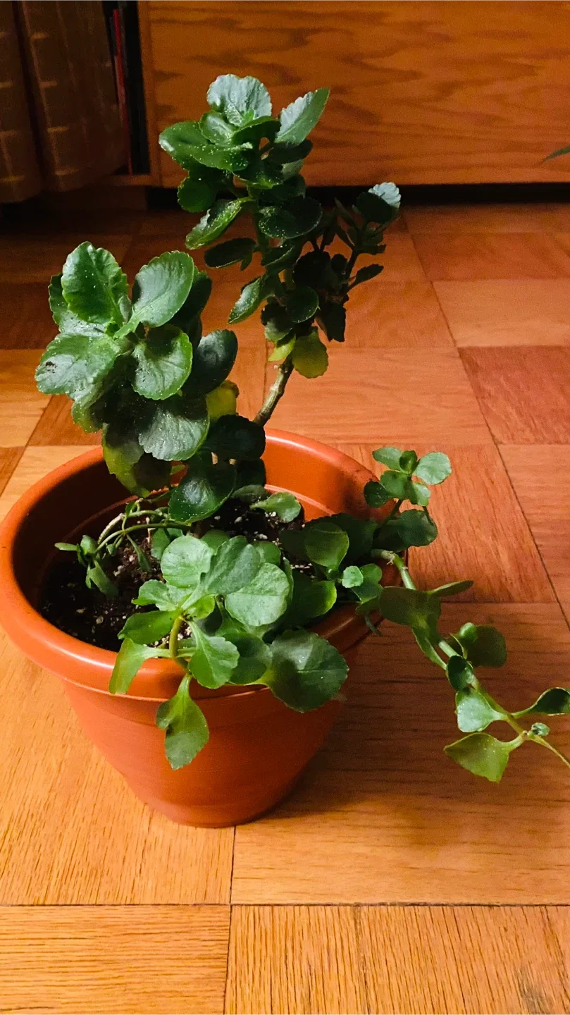 Potted Kalanchoe Plant. Help to deliver local