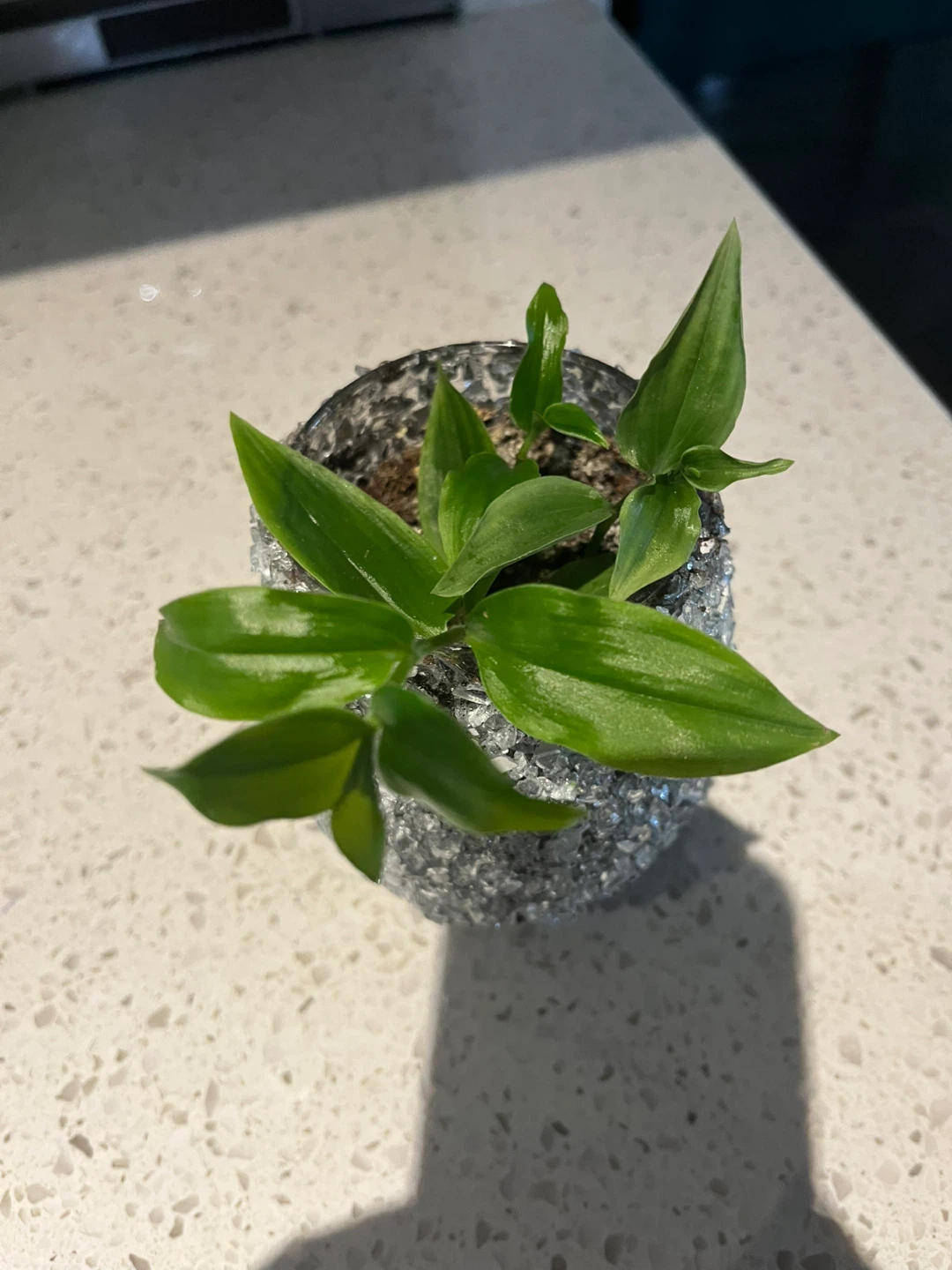tradescantia Plant in pot - photo 3