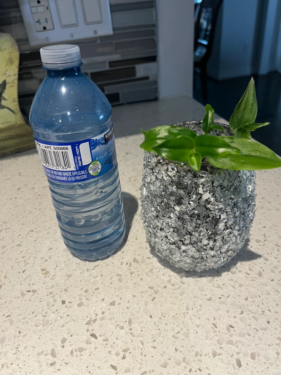 tradescantia Plant in pot