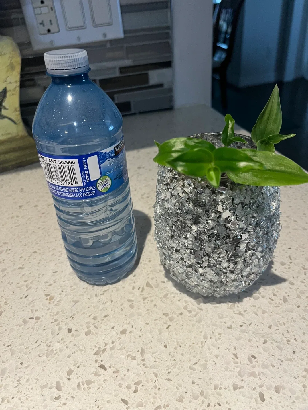 tradescantia Plant in pot