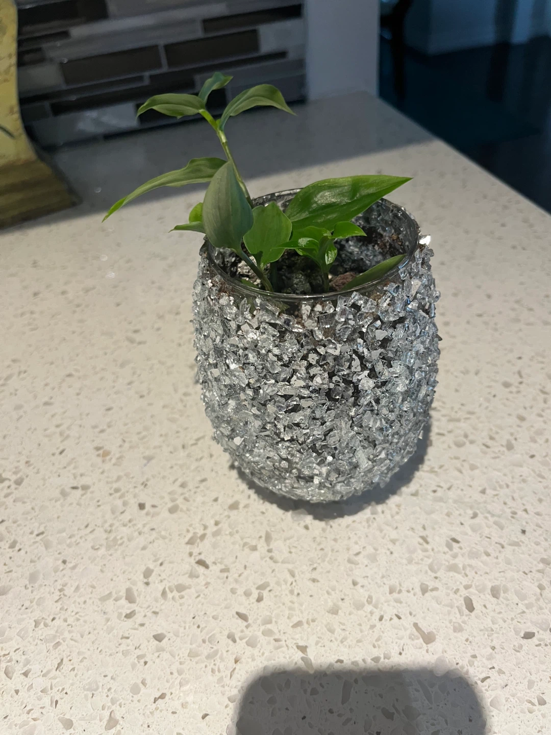 tradescantia Plant in pot - photo 4