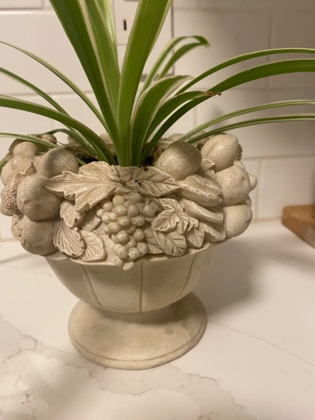 Spider Plant in Decorative Pot image indicator(4)