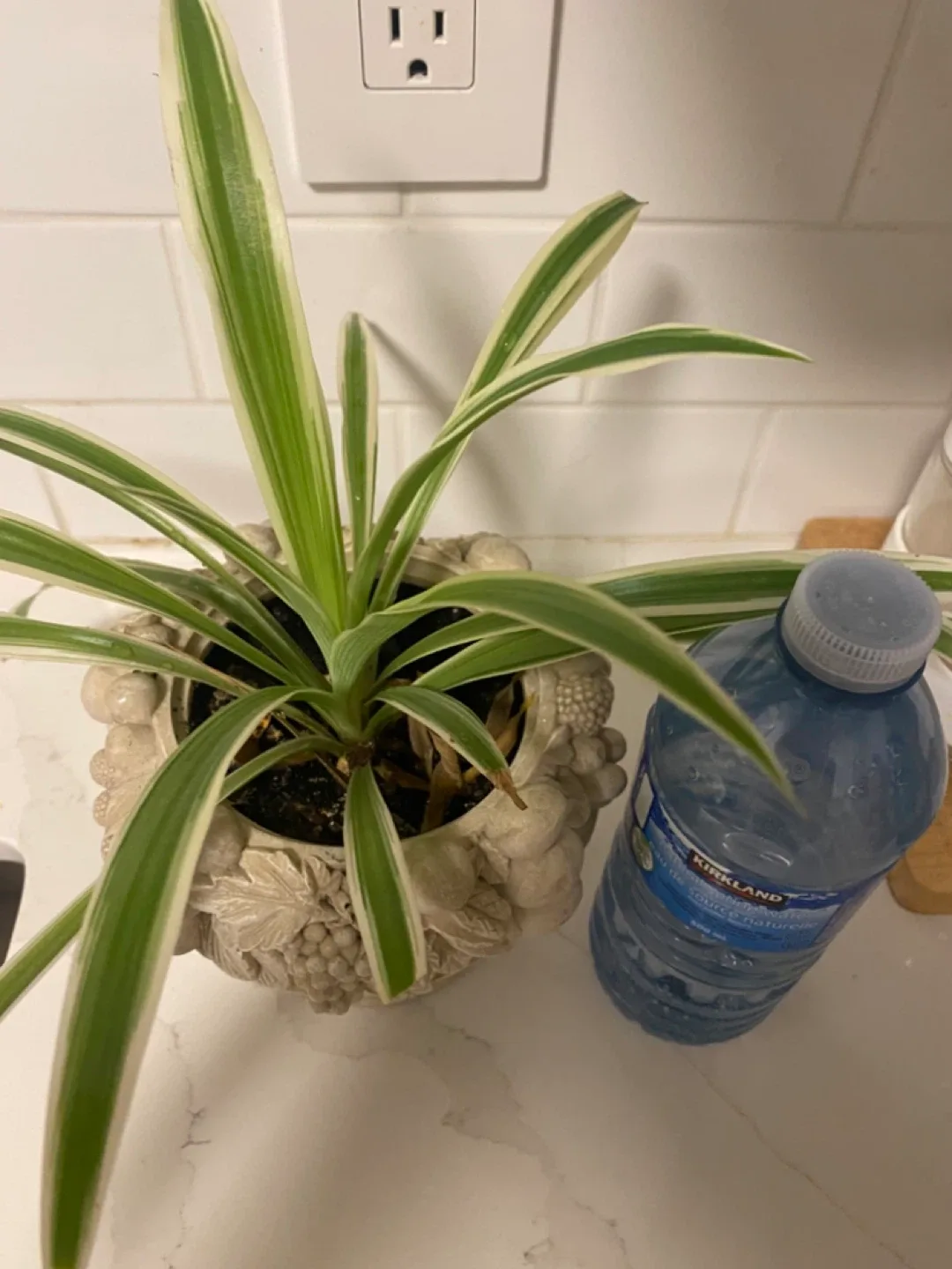 Spider Plant in Decorative Pot image indicator(2)