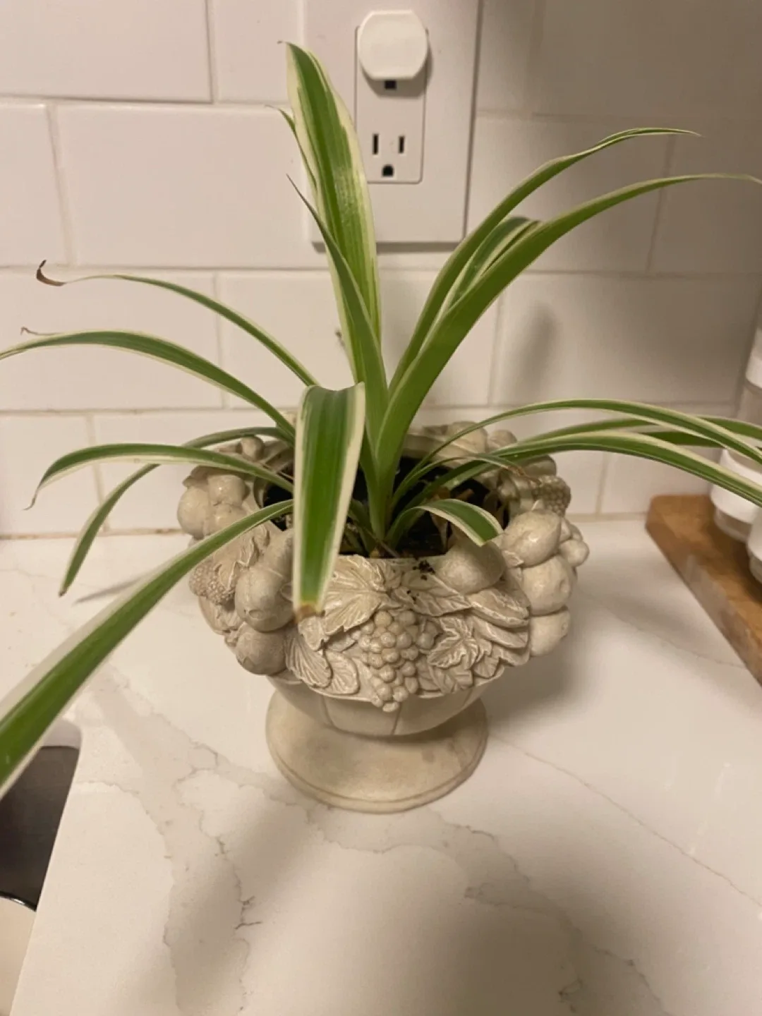 Spider Plant in Decorative Pot