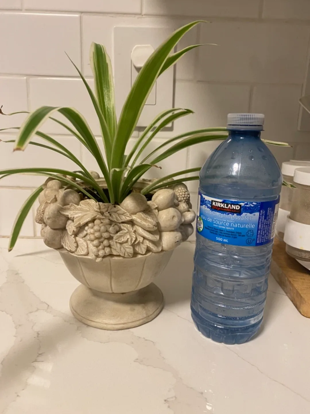 Spider Plant in Decorative Pot image indicator(3)