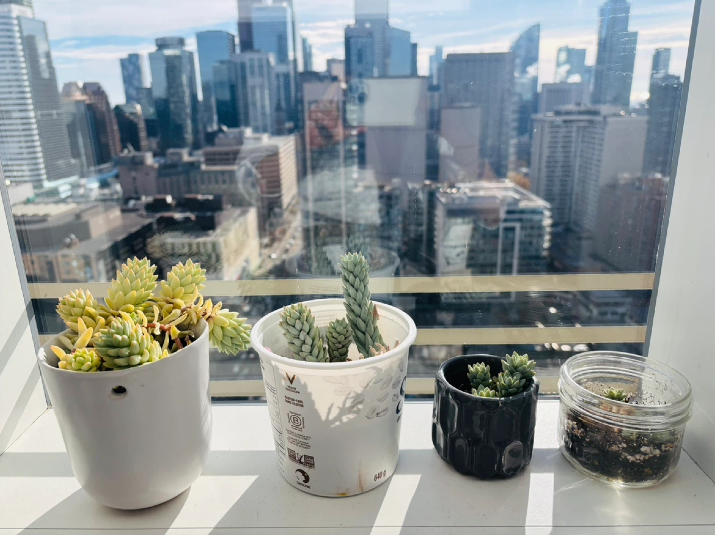Free Pots of Succulents