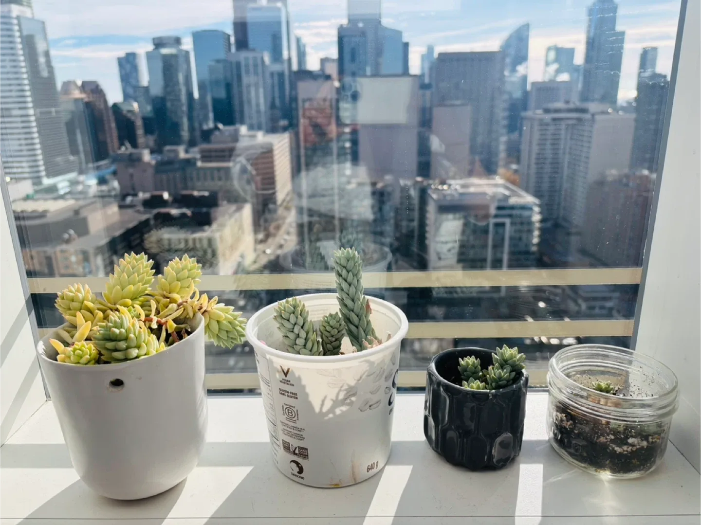 Free Pots of Succulents