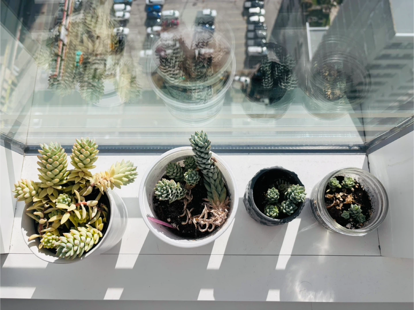 Free Pots of Succulents - photo 2