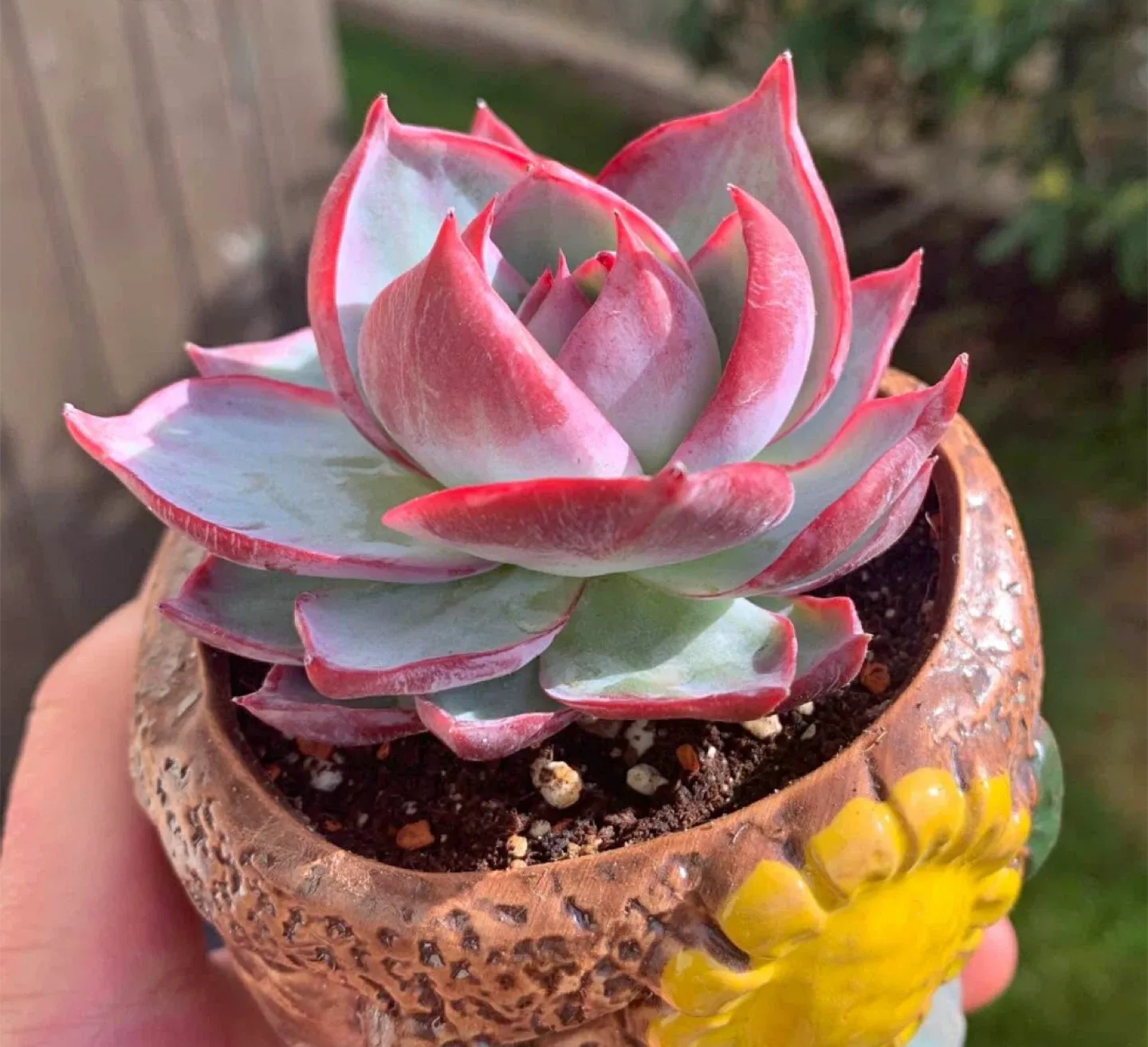 Korean rare succulent image indicator(2)