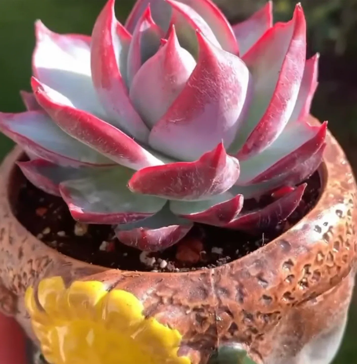 Korean rare succulent