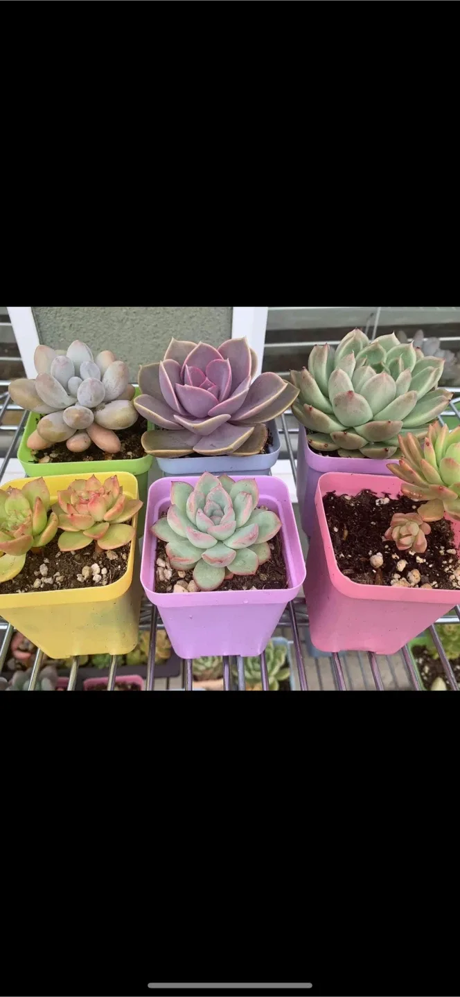 Succulent Assortment image indicator(6)