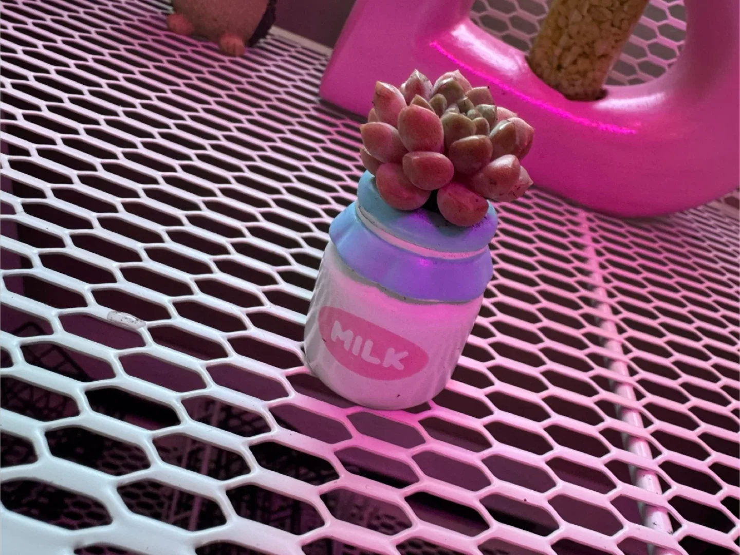 Succulent Assortment