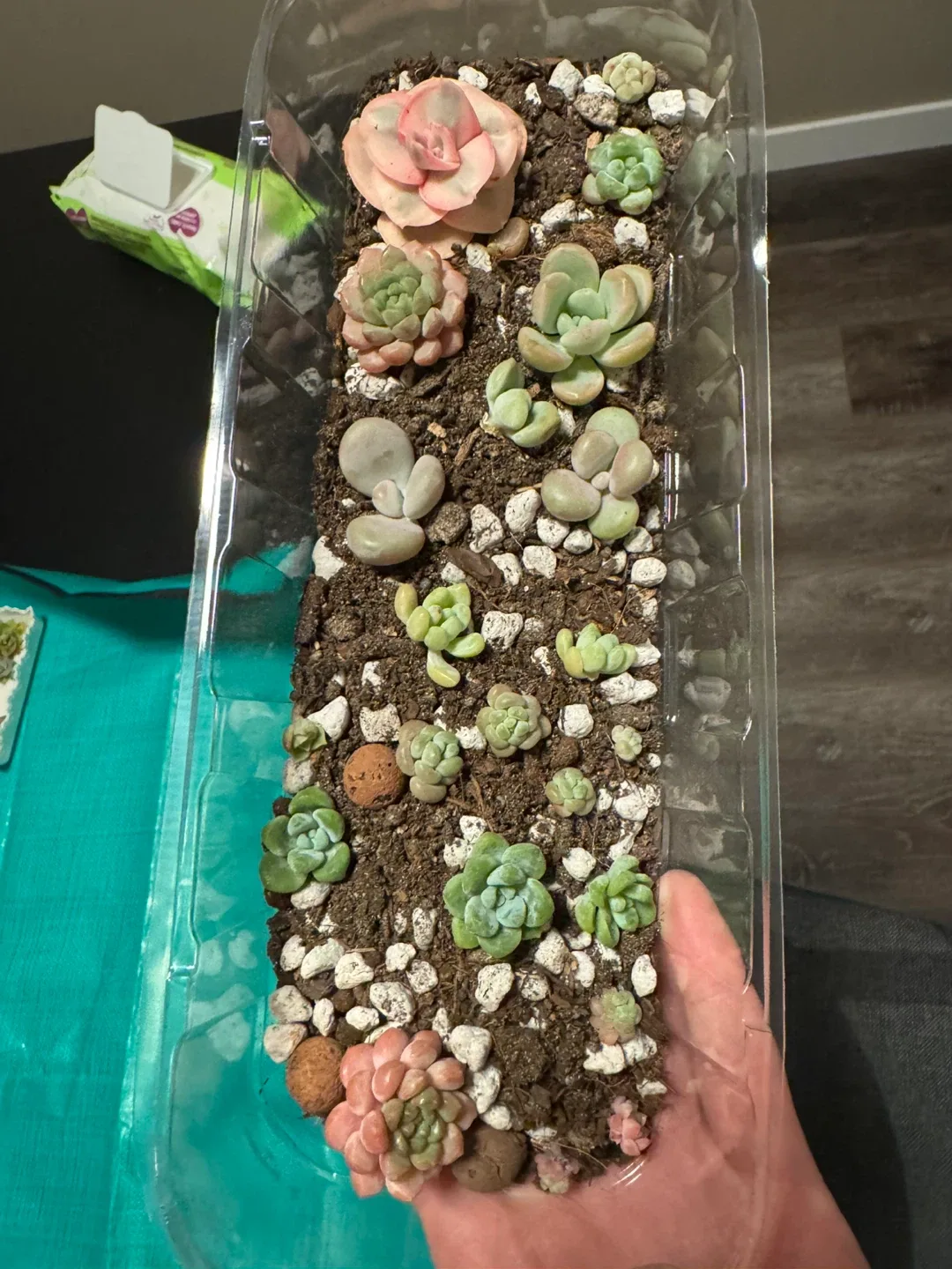 Succulent Assortment image indicator(2)