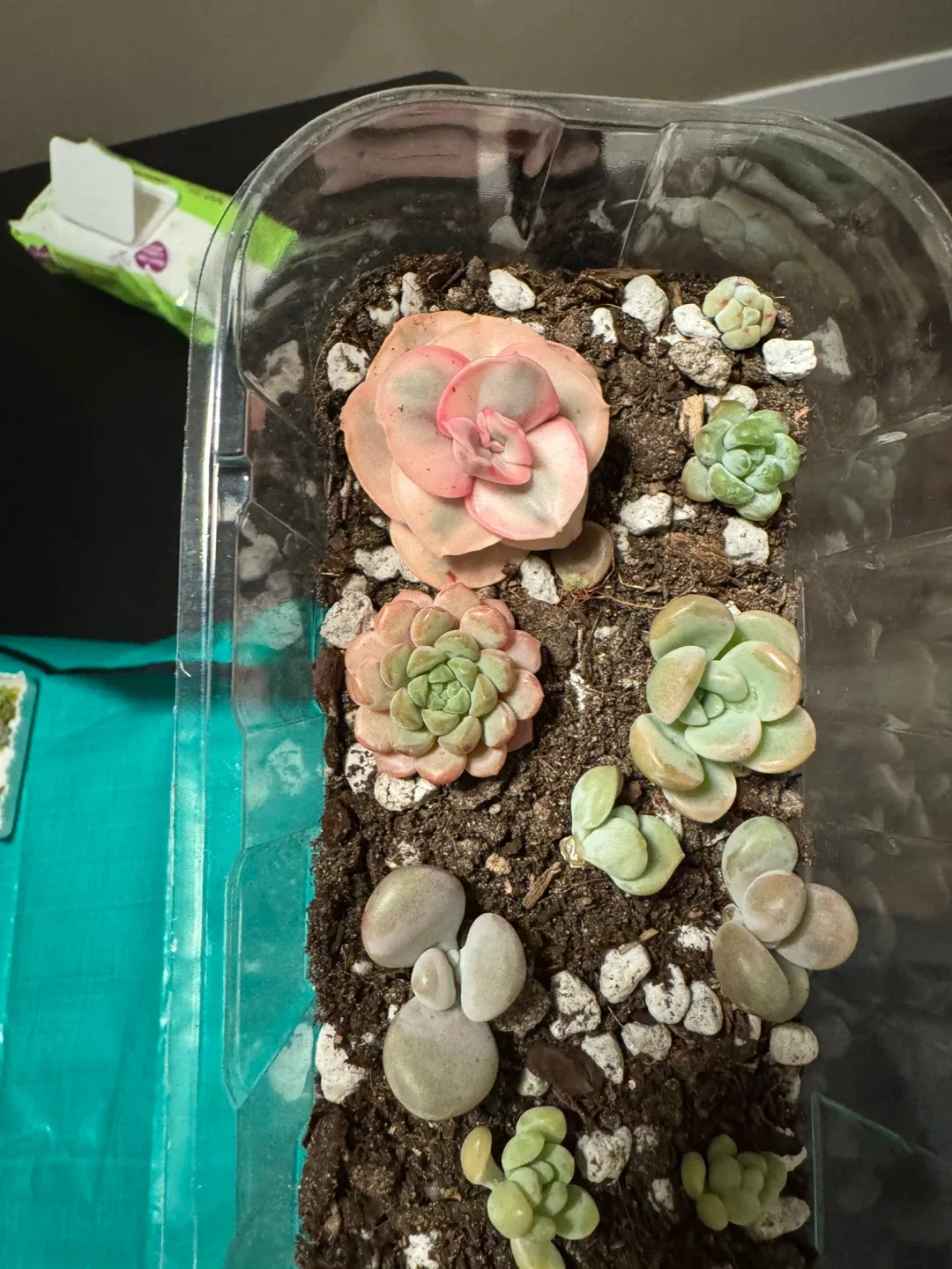 Succulent Assortment image indicator(3)