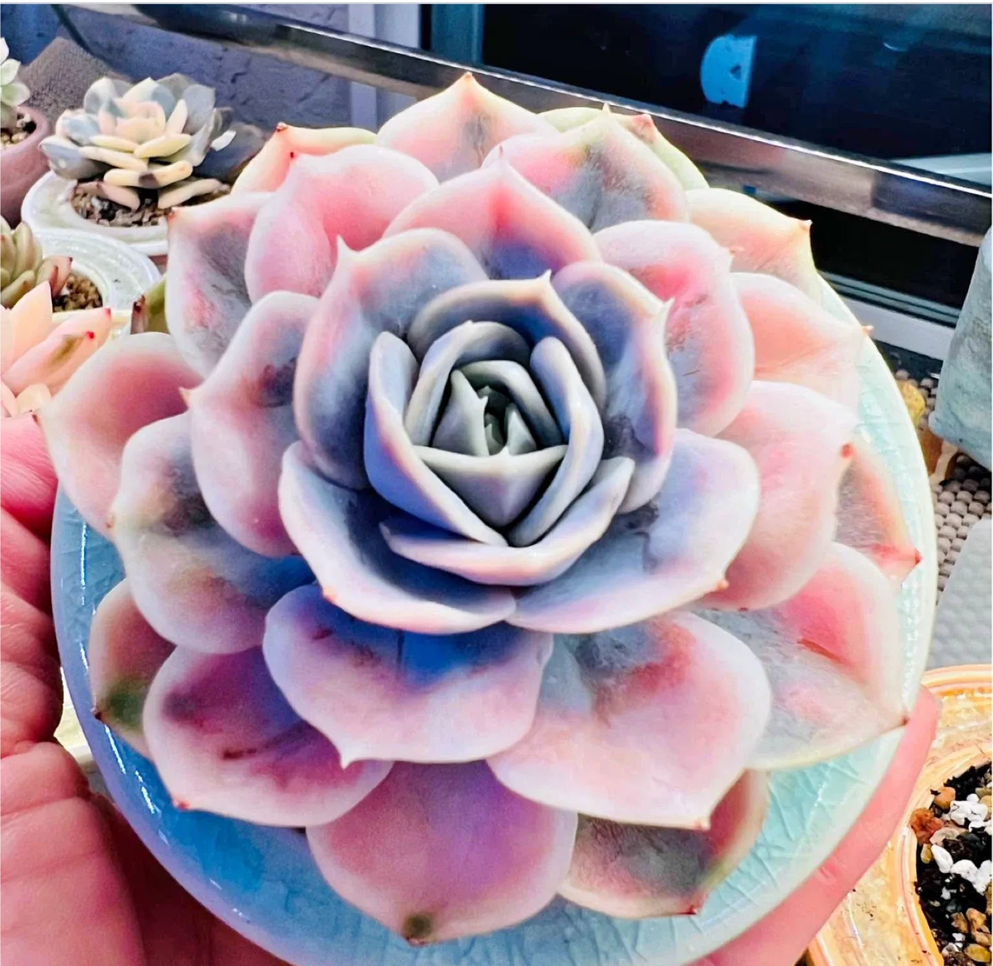 Succulent Assortment image indicator(5)