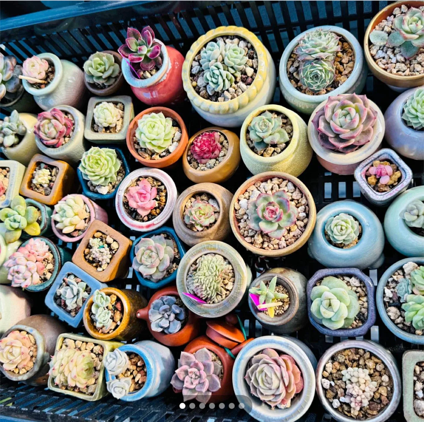Succulent Assortment image indicator(4)