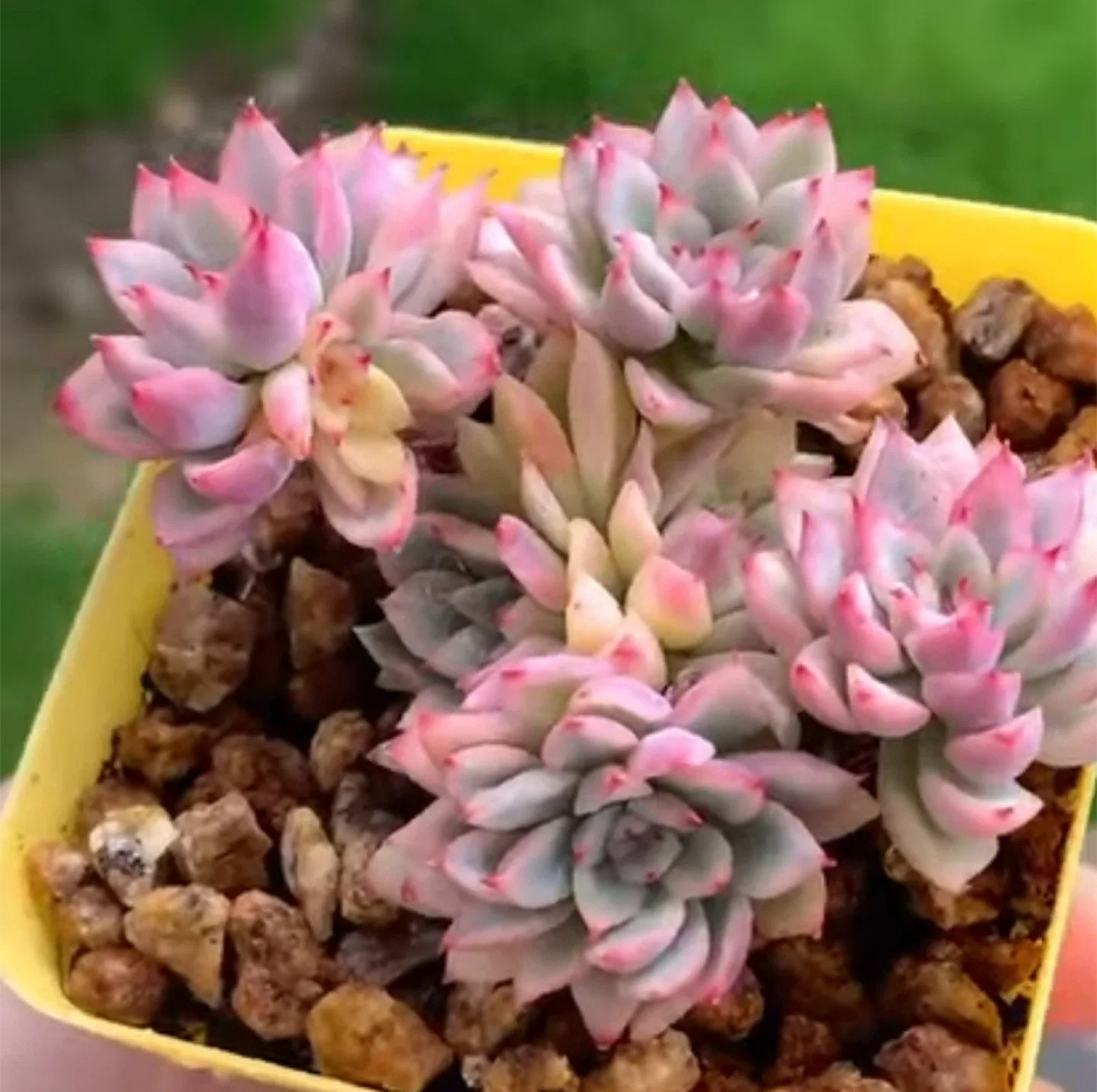 Succulent Assortment image indicator(7)