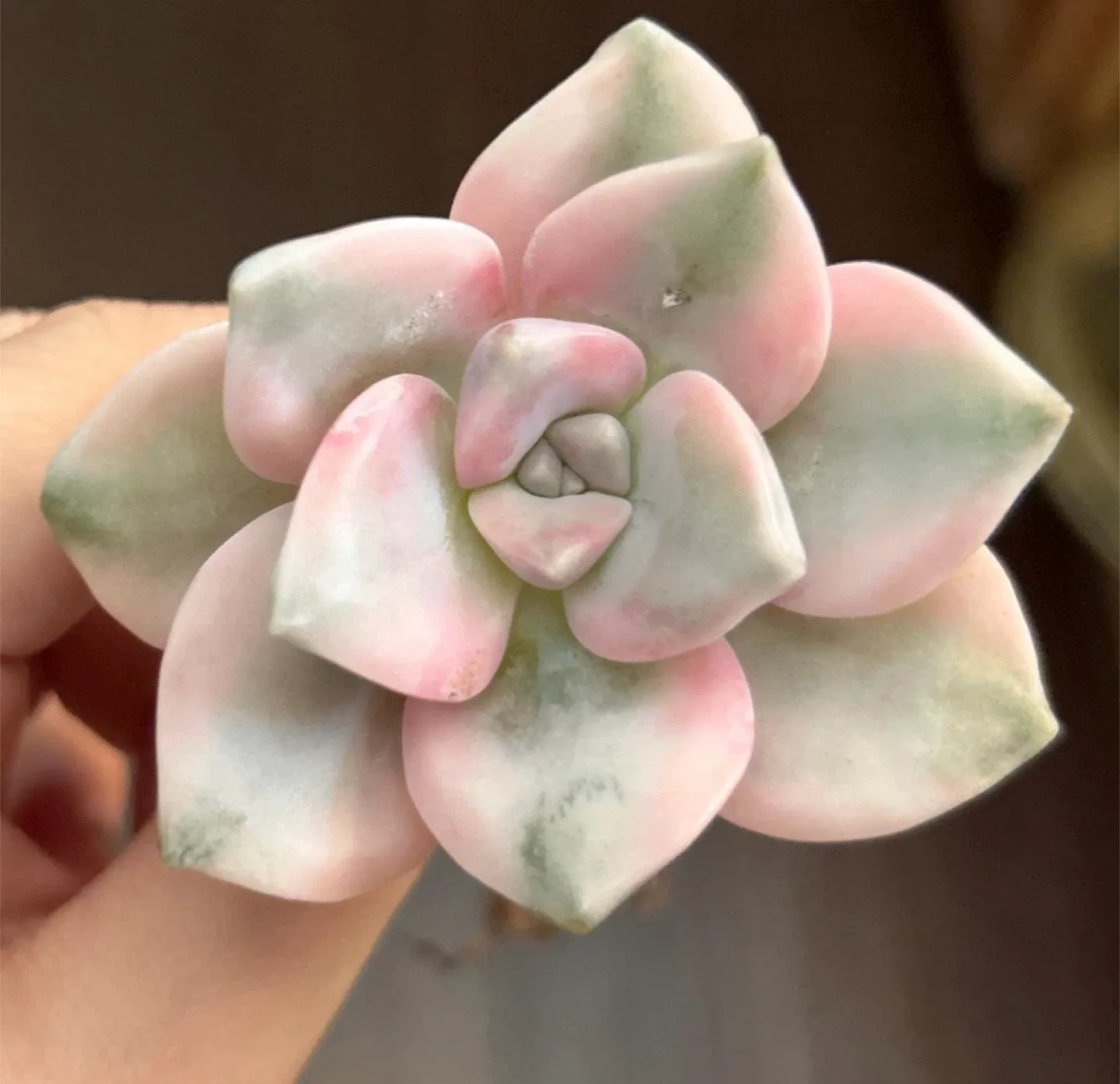 Succulent Assortment image indicator(8)