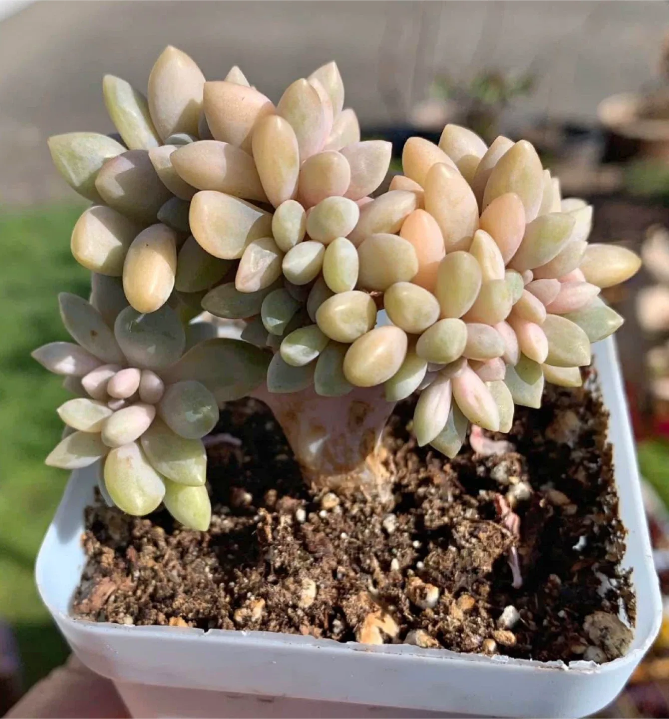 Succulent Assortment image indicator(9)