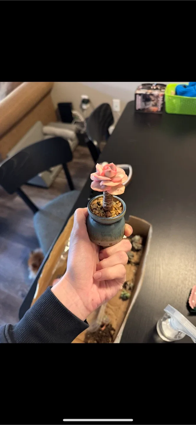 Succulent Assortment image indicator(10)