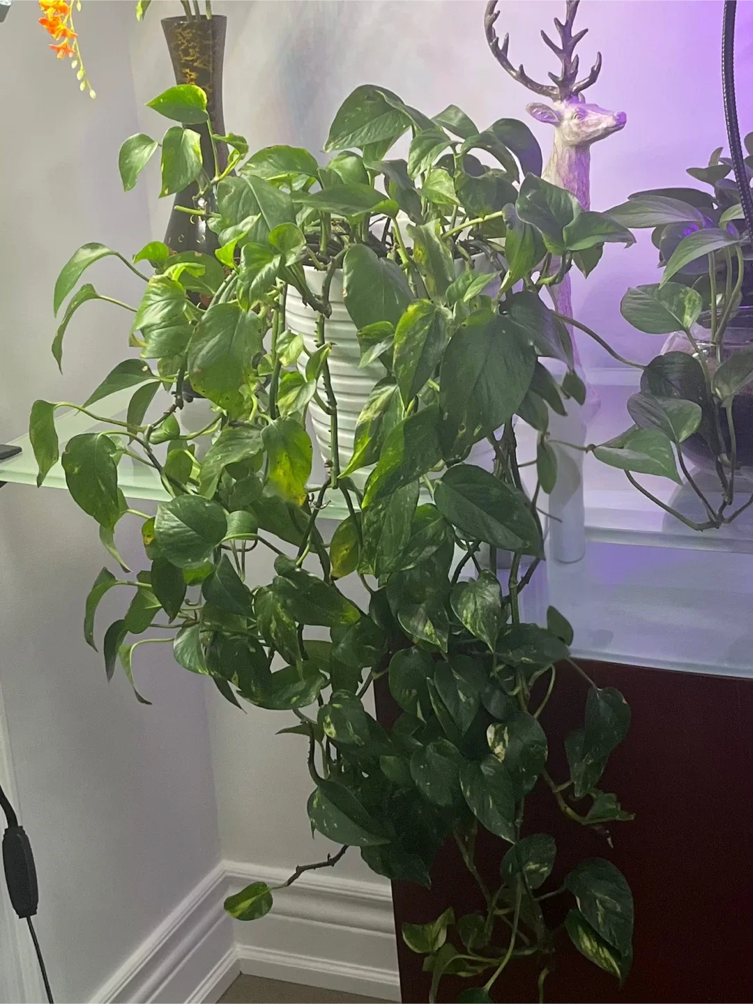 Pothos in a white ceramic pot