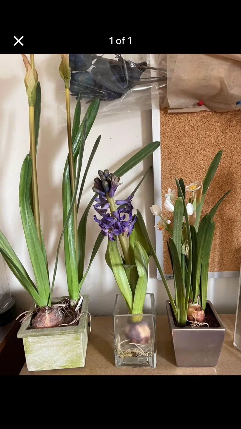 Potted Hyacinth and Daffodil Plants