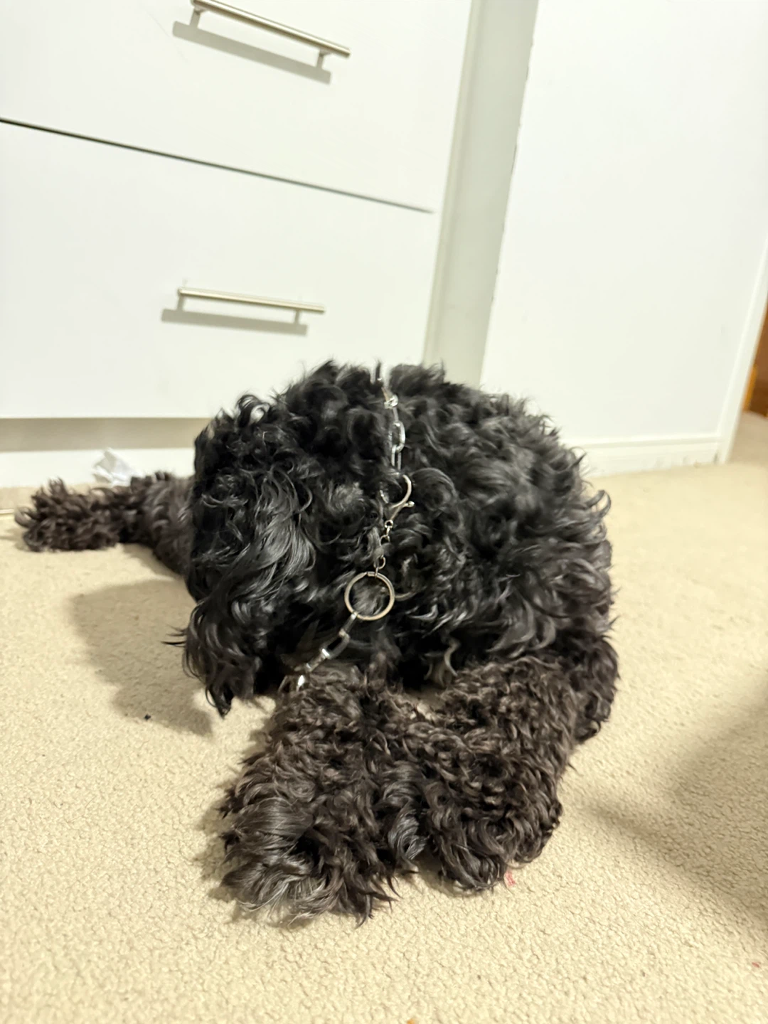 Dawg Chain - photo 2