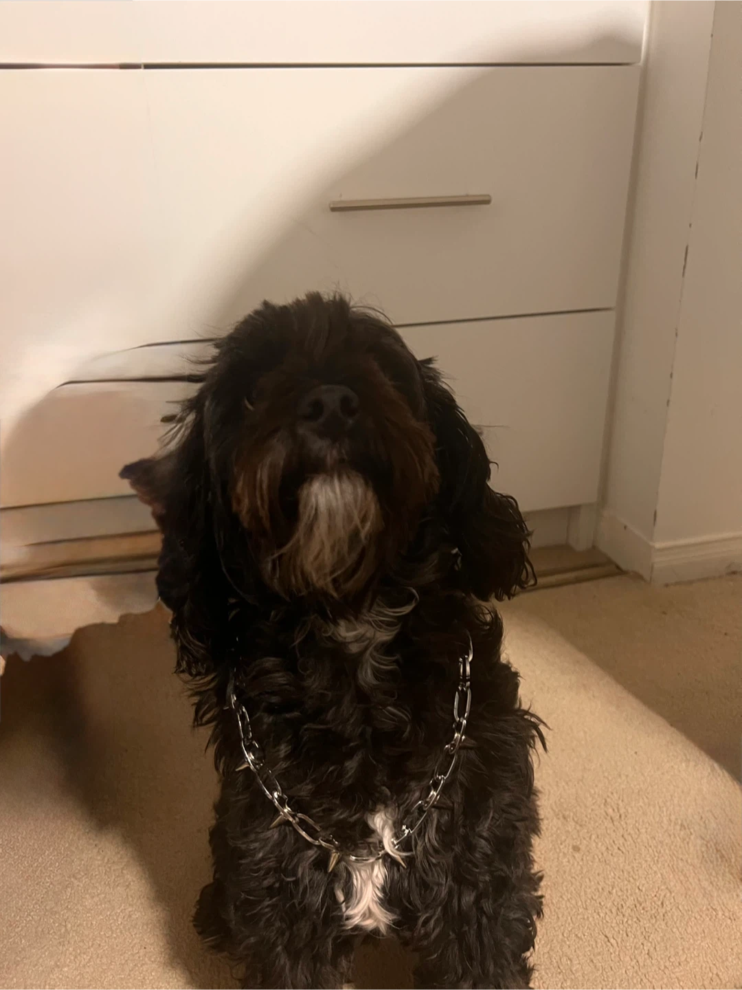 Dawg Chain