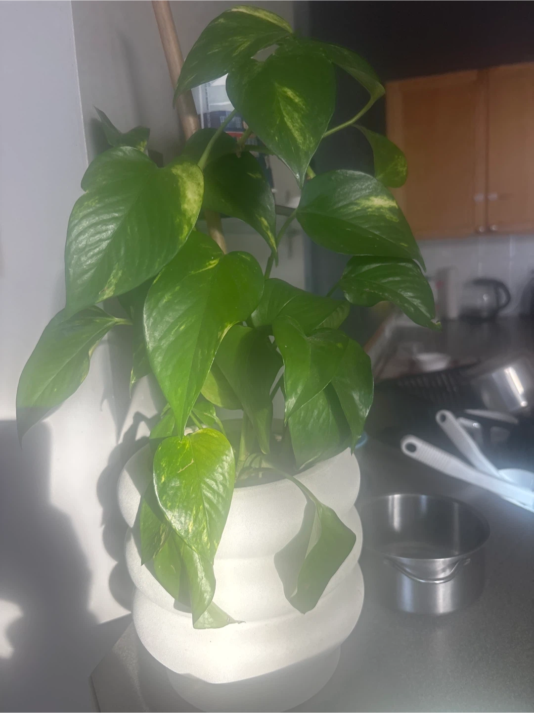 Pothos Plant in White Planter