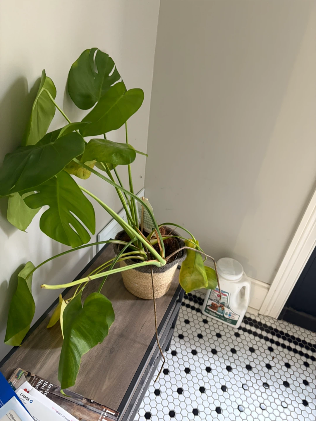 Plant