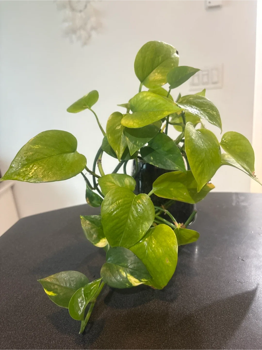 Pothos Plant in Glass Vase