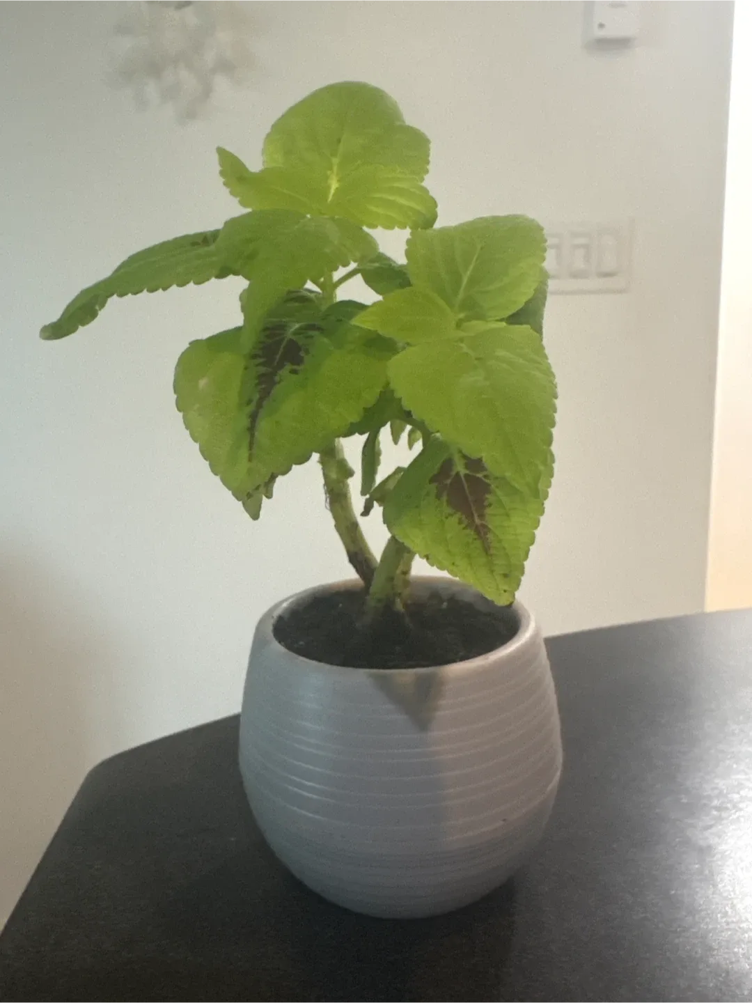 Potted Plant image indicator(2)