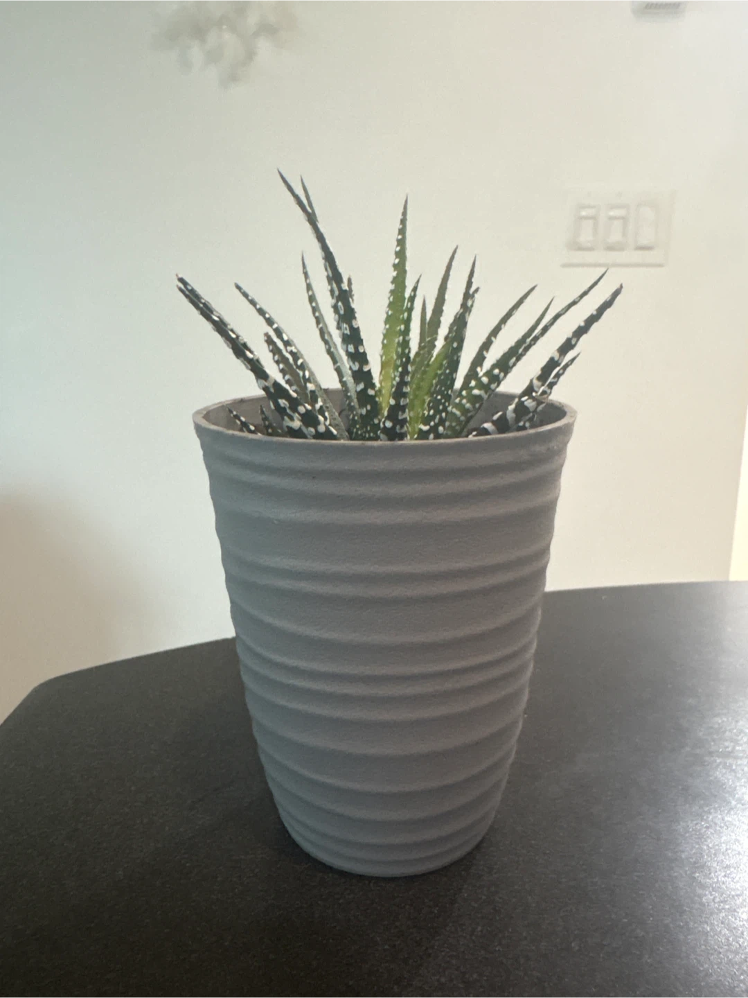 Haworthia Fasciata Plant