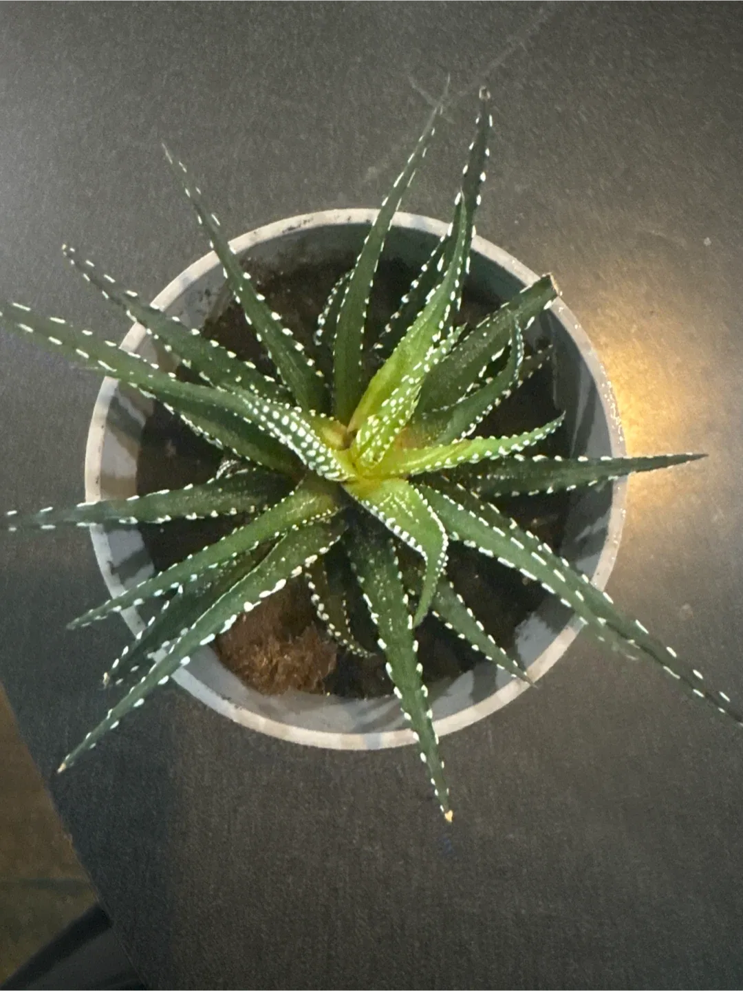 Haworthia Fasciata Plant image indicator(2)