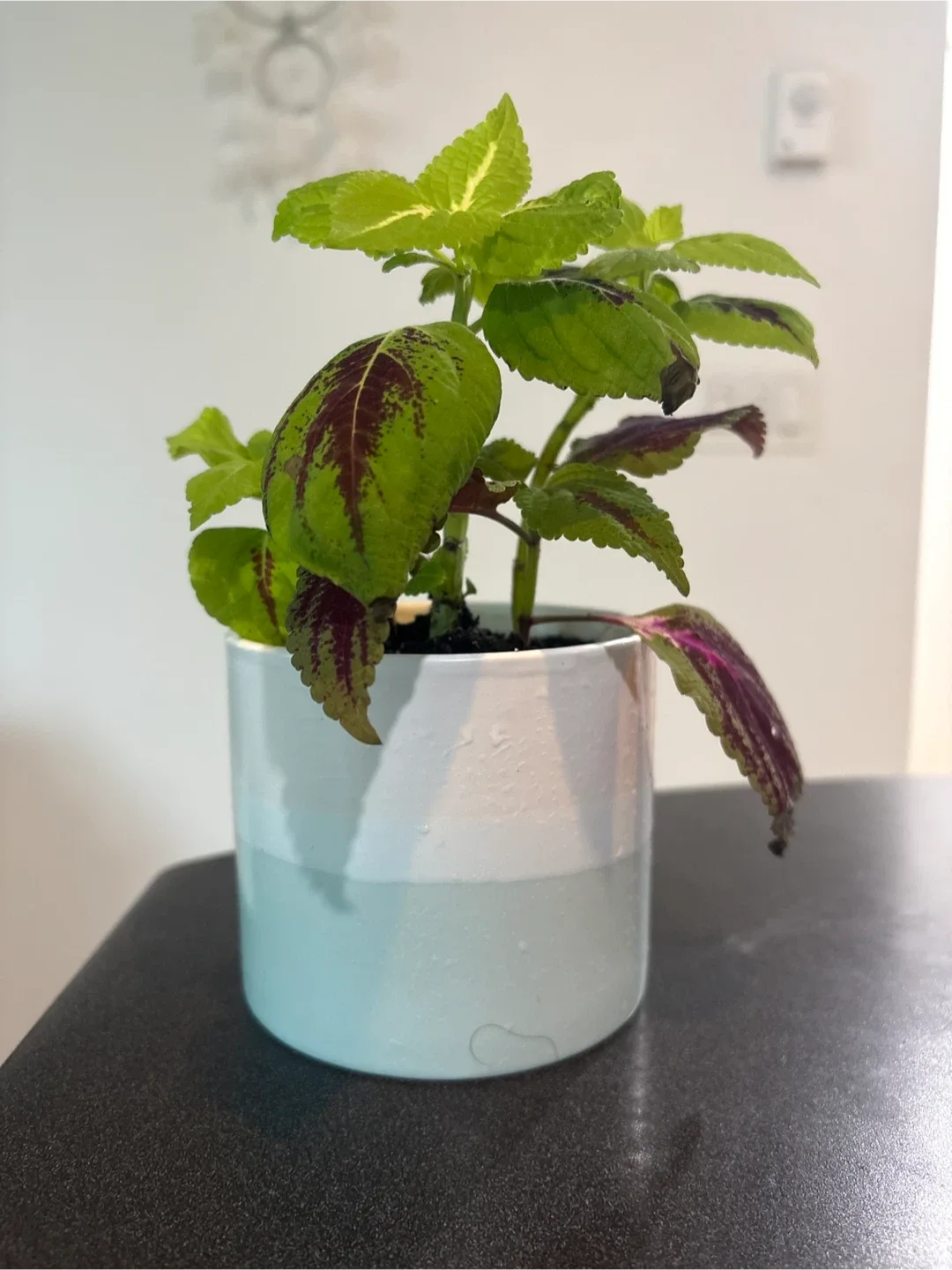 Coleus Plant in Two-Tone Pot