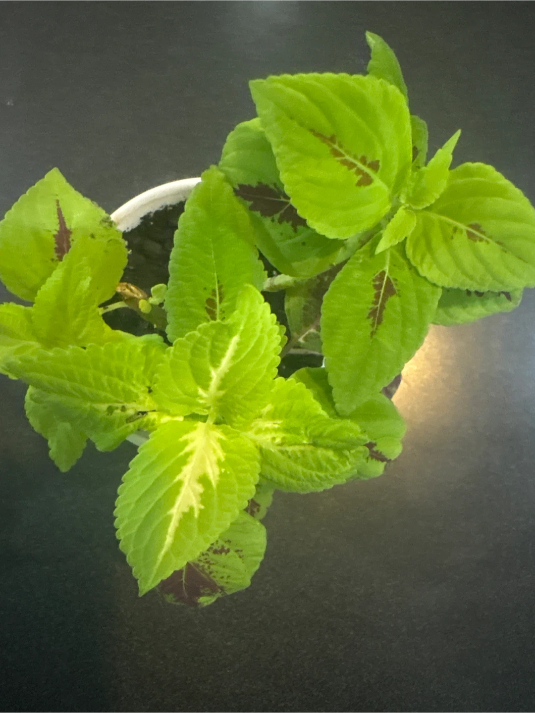 Coleus Plant in Two-Tone Pot - photo 2