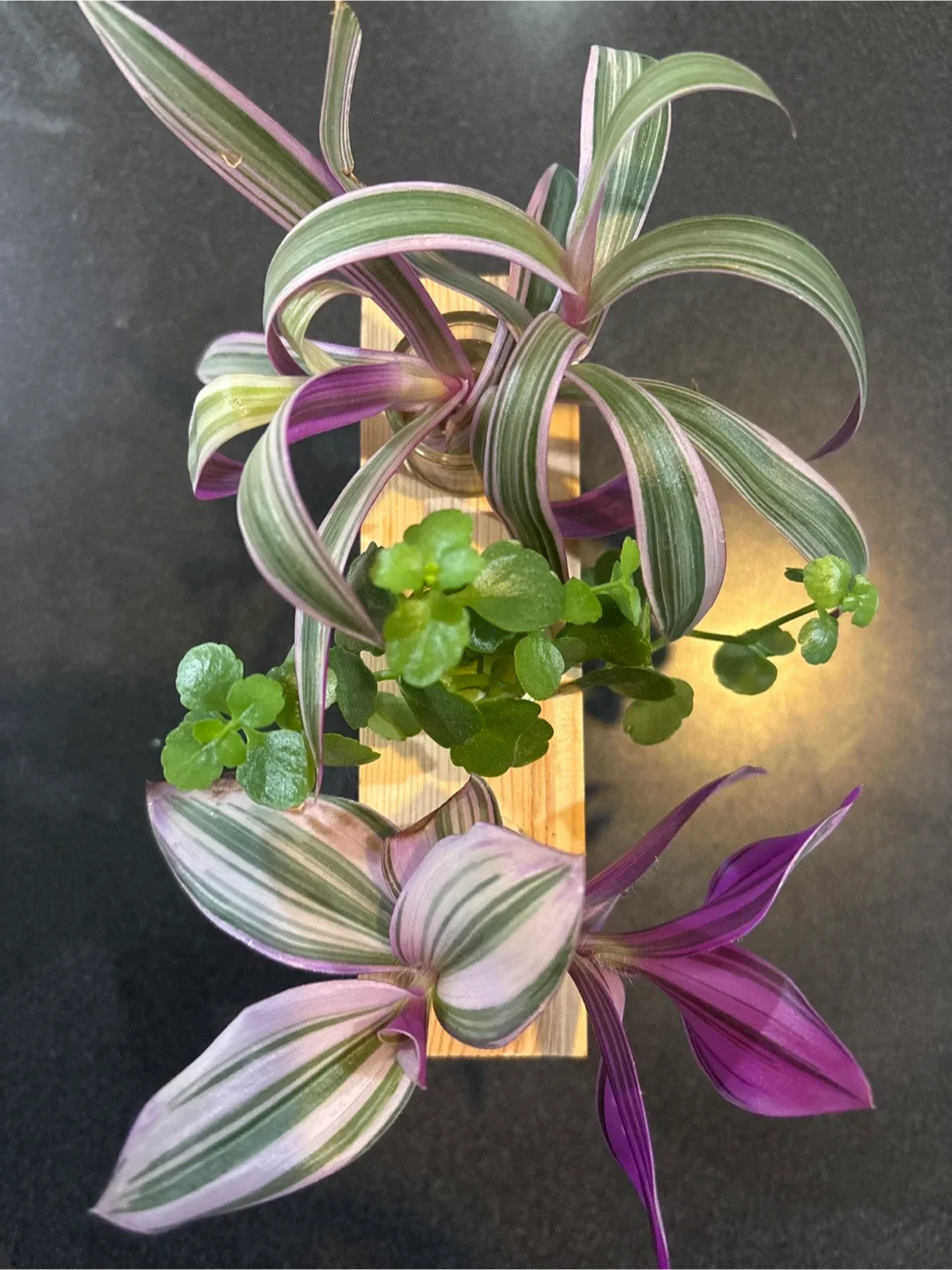 Tradescantia Zebrina Plant in Wood Stand image indicator(2)