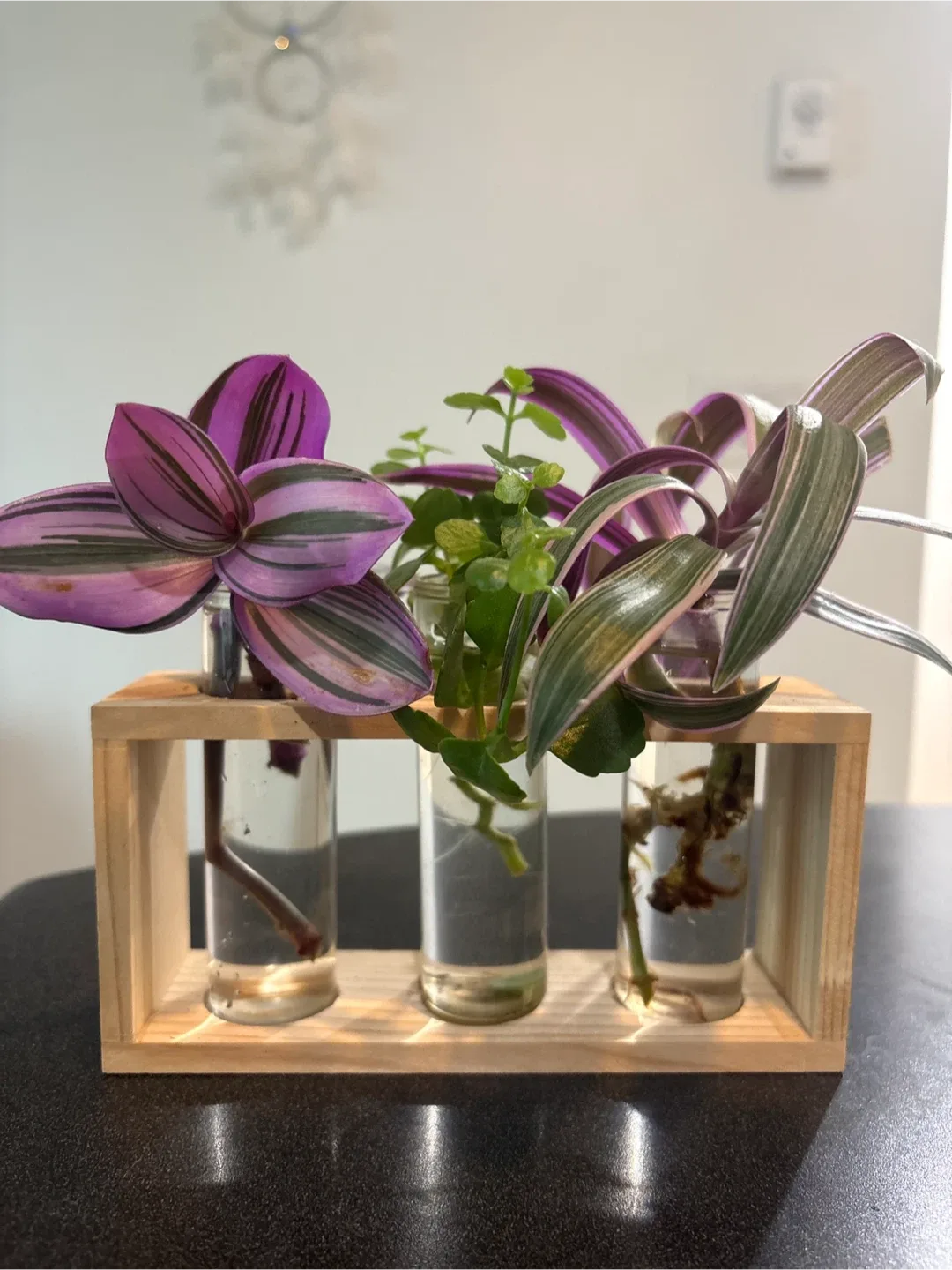 Tradescantia Zebrina Plant in Wood Stand