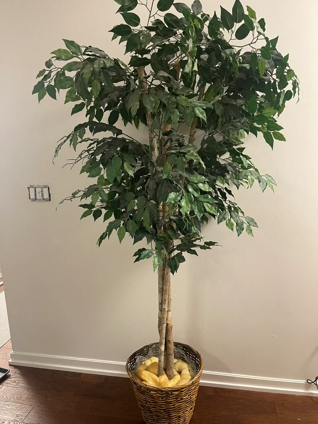 7ft Large Faux Ficus Tree in Basket image indicator(2)