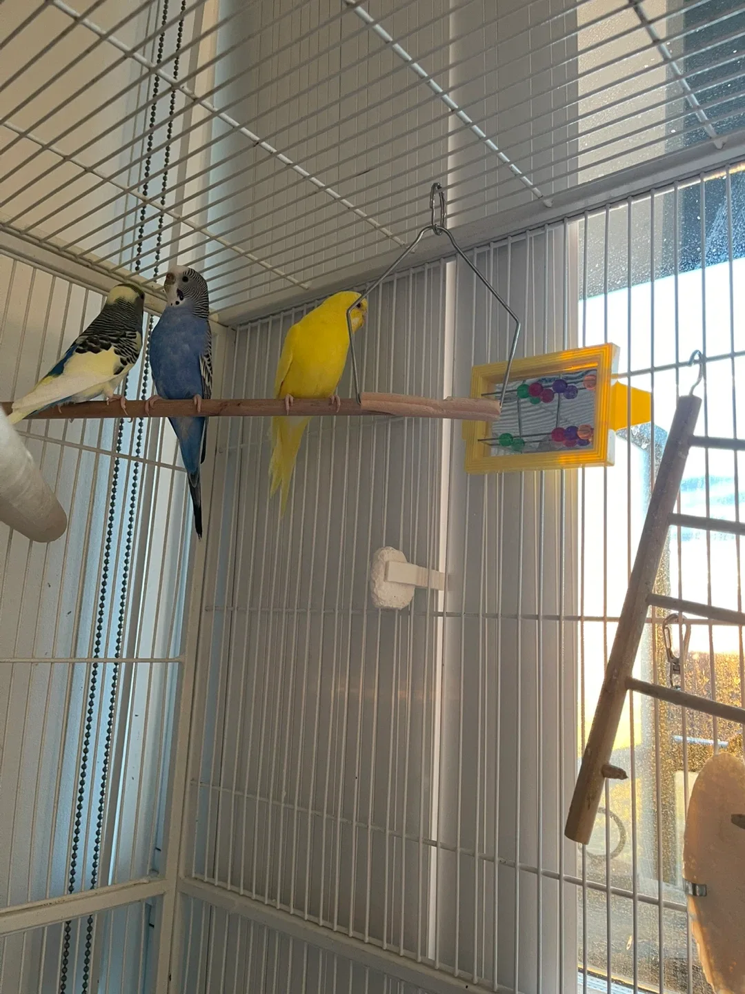 Free Budgie birds