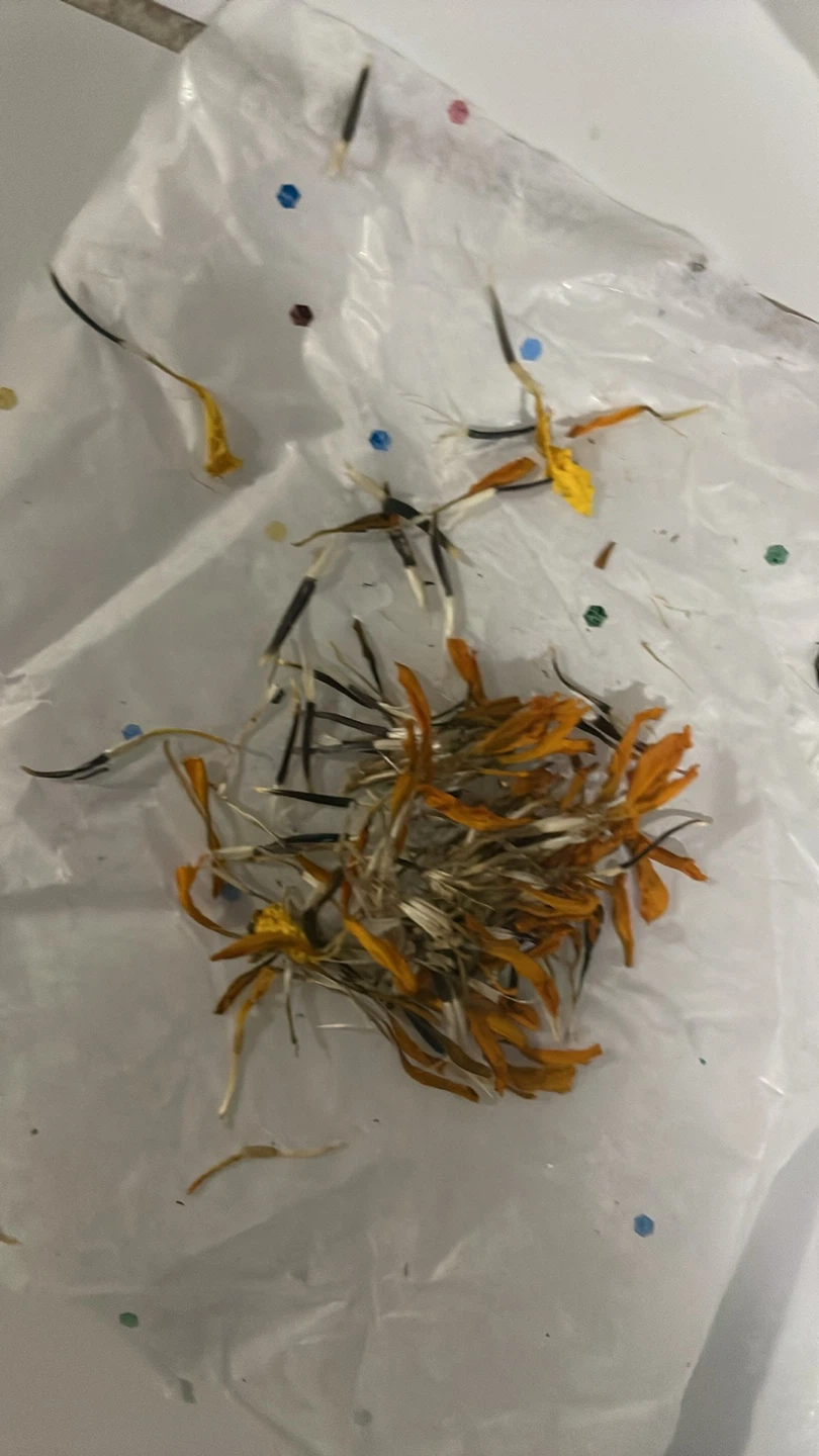 Flowers seed