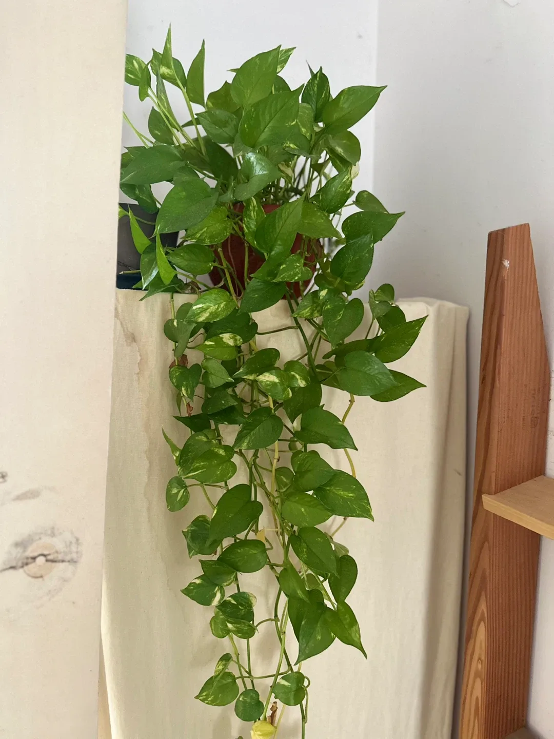 Pothos Plant