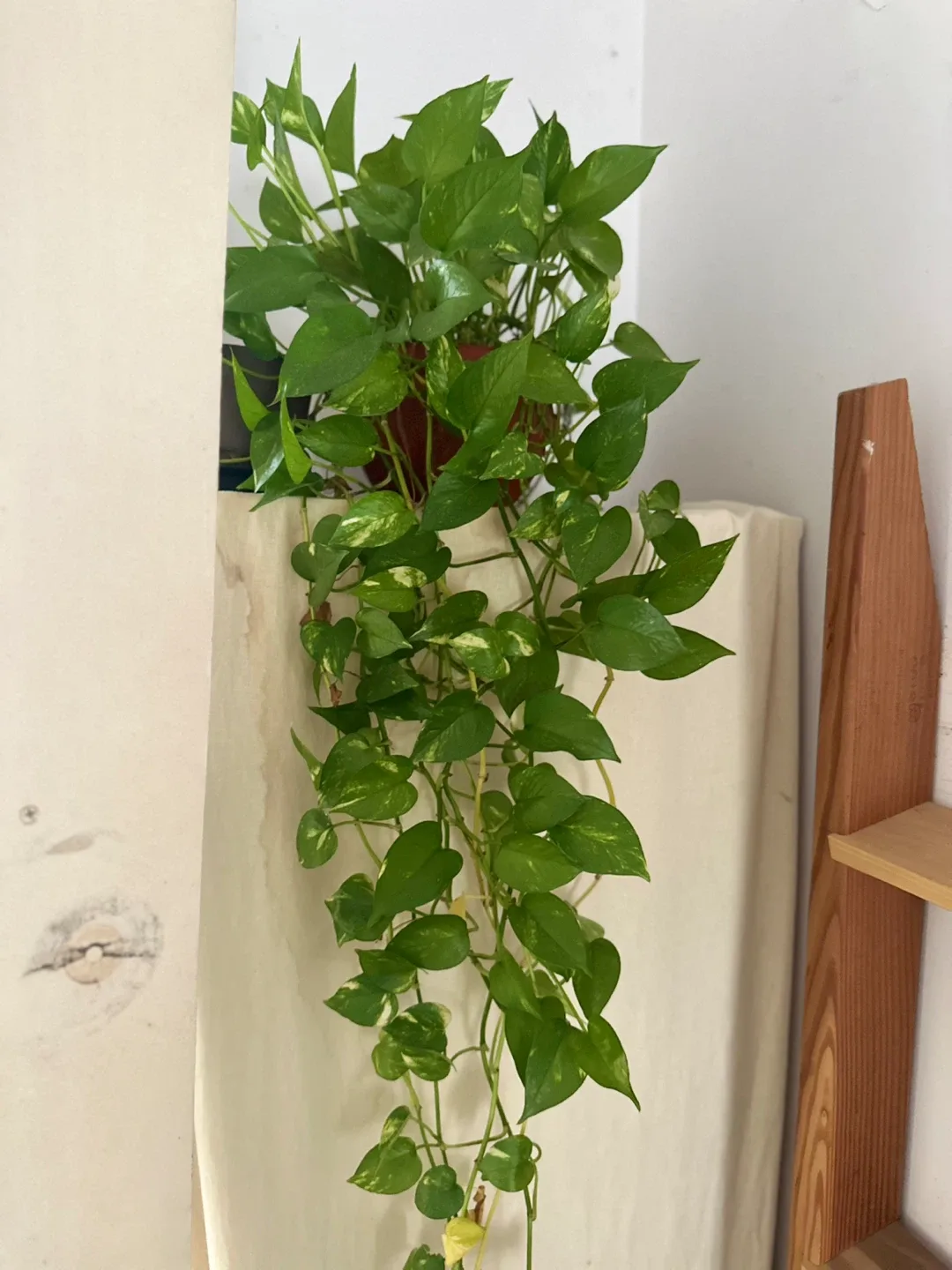 Pothos Plant image indicator(3)