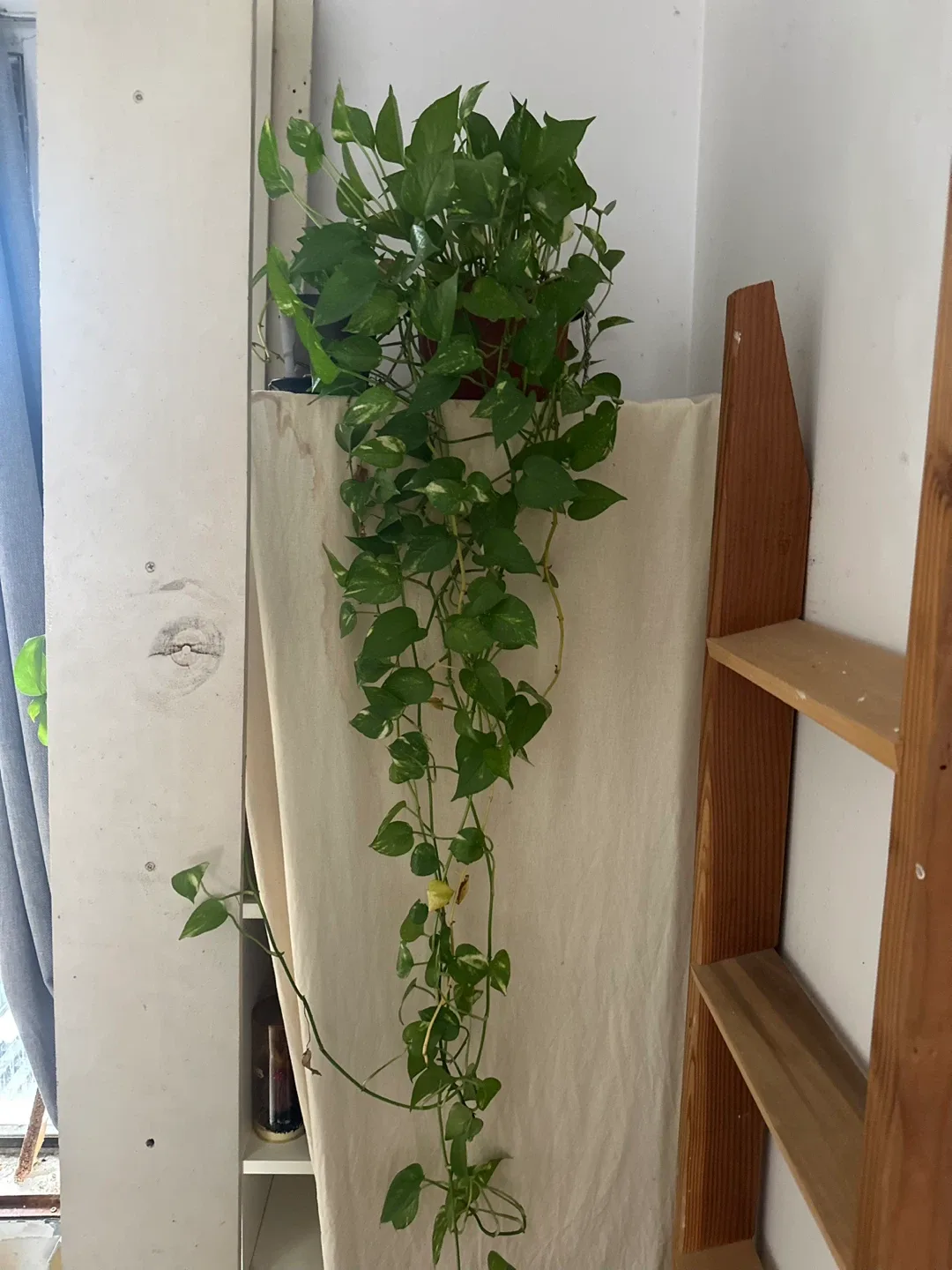 Pothos Plant image indicator(2)