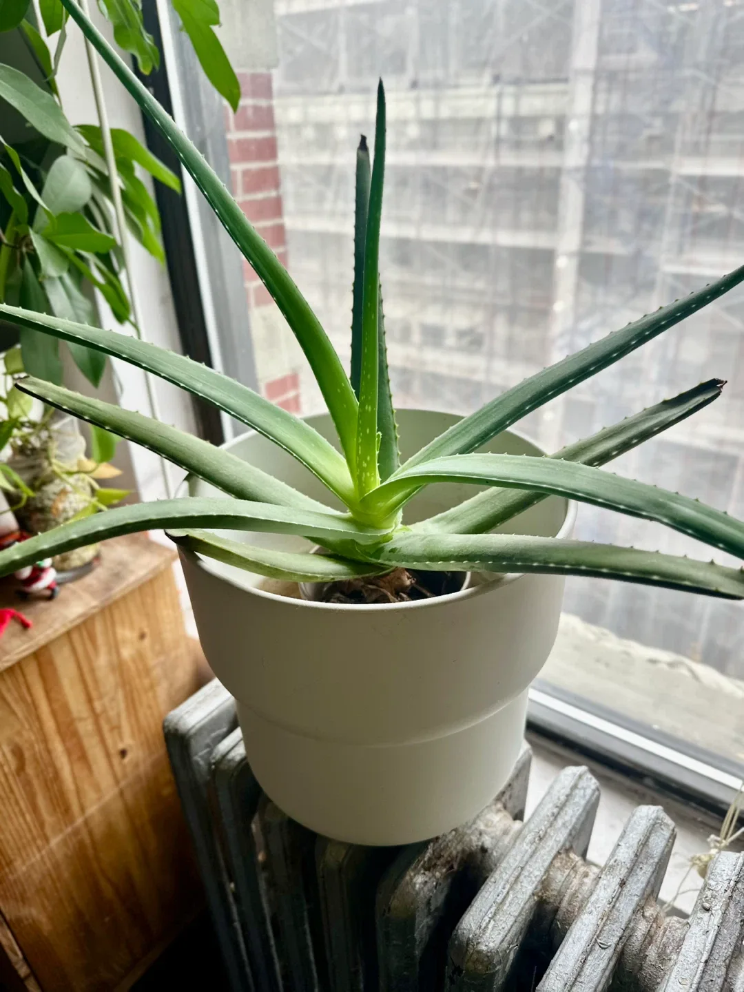 Aloe Vera Plant