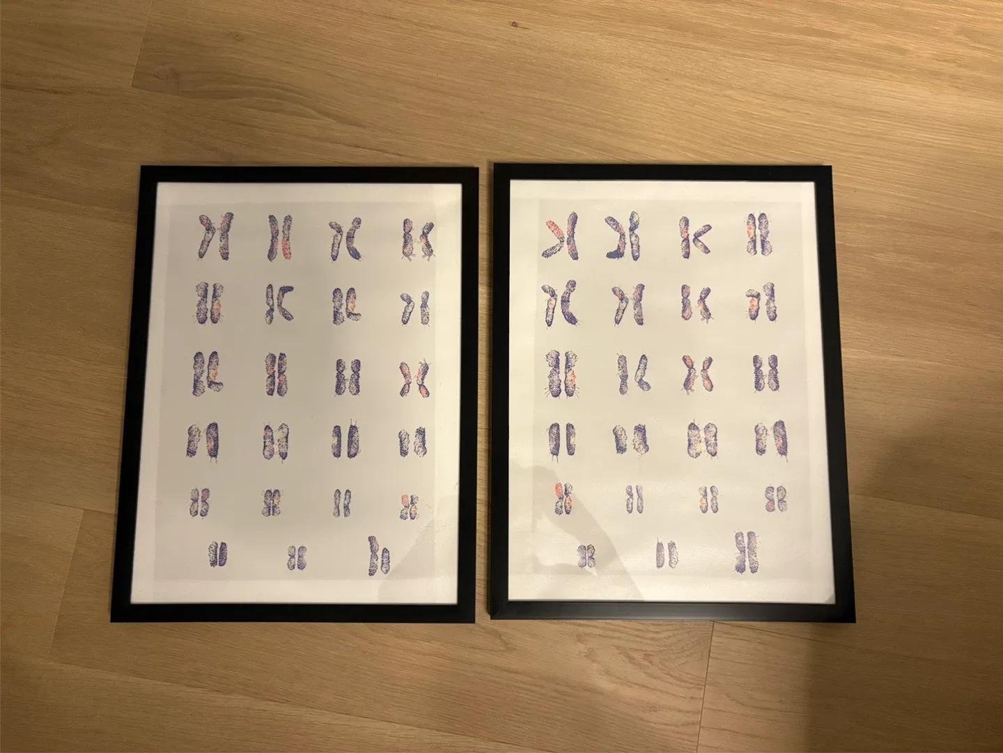 Karyotype prints