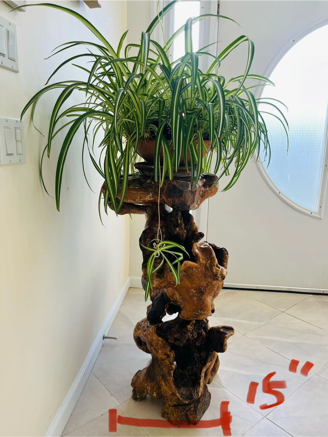Handcrafted Natural Wooden Stand / Pedestal + FREE Spider Plant - photo 3